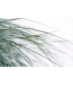 Blauschwingel 'Intense Blue' -Compo Verkaufsgeschäft 8013021 WE DE 001 BlauschwingelFestucaGlaucaIntenseBlue