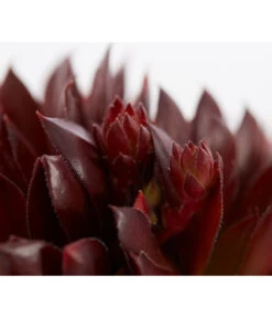 Hauswurz, 6er Schale -Compo Verkaufsgeschäft 8013112 PR DE 001 SempervivumDehnerExpressZS