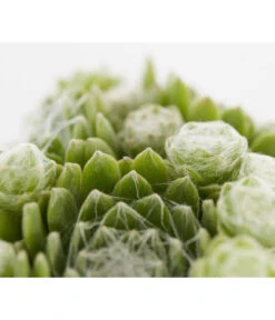 Hauswurz, 6er Schale -Compo Verkaufsgeschäft 8013112 PR DE 002 SempervivumDehnerExpressZS