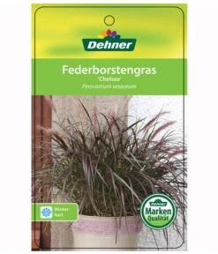 Lampenputzergras 'Chelsea' -Compo Verkaufsgeschäft 8015687 PennisetumChelseaEtikett1