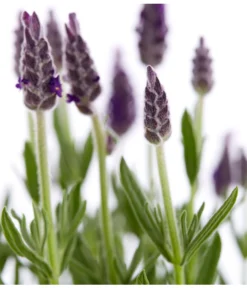 Schopf-Lavendel -Compo Verkaufsgeschäft 8017014 WE DE 001 LavendelSchopflavendelLavandulaStoechasT13DehnerExpressZS