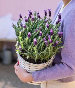 Schopf-Lavendel -Compo Verkaufsgeschäft 8017014 WE MO 001 LavendelKorb