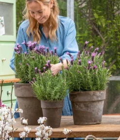 Schopf-Lavendel -Compo Verkaufsgeschäft 8017014 WE MO 001 SchopfLavendelStoechas