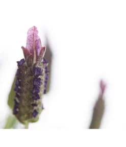 Schopf-Lavendel -Compo Verkaufsgeschäft 8017089 PR DE 001 LavendelStoechasLavandulaStoechasT18DehnerExpressHerzig