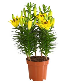 Lilie -Compo Verkaufsgeschäft 8018194 WE FS 002 LiliumGelbLilieGelb3LDehnerExpressHerzig