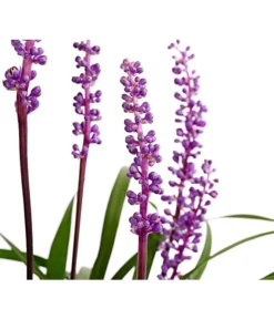 Glöckchentraube -Compo Verkaufsgeschäft 8018277 WE DE 001 LiriopeMuscariT17DehnerExpressHerzig