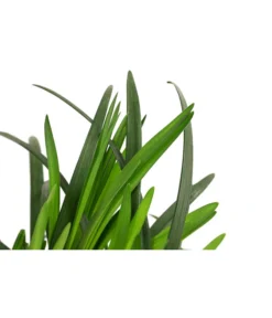 Glöckchentraube -Compo Verkaufsgeschäft 8018350 WE DE 001 GloeckchentraubeWeissT17