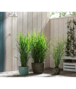 Stachelschweingras 'Strictus' -Compo Verkaufsgeschäft 8020596 8006744 8019762 WE MO 001 MiscanthusStrictus BestOf Graeser 2022