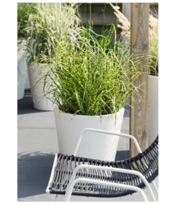 Stachelschweingras 'Strictus' -Compo Verkaufsgeschäft 8020596 PR MO 004 MiscanthusSinensisStachelschweingrasT19DehnerExpressHerzig