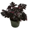 Purpurglöckchen 'Black Pearl®'
