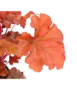 Purpurglöckchen 'Boysenberry' -Compo Verkaufsgeschäft 8025983 PR DE 001 HeucheraCherryColaT15DehnerExpressHerzig