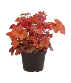 Purpurglöckchen 'Boysenberry'