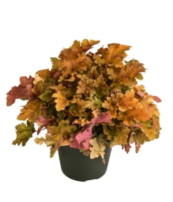 Purpurglöckchen 'Marmalada'