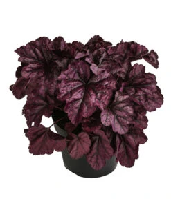 Purpurglöckchen 'Huckleberry'