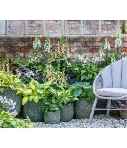 Purpurglöckchen 'Forever Purple' -Compo Verkaufsgeschäft 8028466 WE MO 001 Anemone