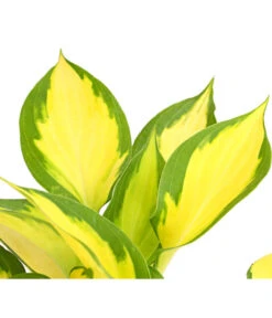 Funkie 'Forbidden Fruit' -Compo Verkaufsgeschäft 8029191 PR DE 001 HostaFunkieOrangeMarmaladeDehnerExpressHerzig