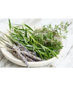 Dehner Gourmet Garten Hänge-Rosmarin -Compo Verkaufsgeschäft 8035750 WE MO 001 RosmarinCapriPixabay