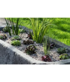 Dehner Kalmus -Compo Verkaufsgeschäft 8036899 WE MO 002 SempervivumCarexHauswurzGrasLucknerMai2015