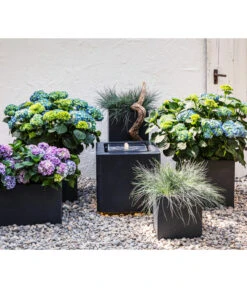 Blauschwingel 'Intense Blue' -Compo Verkaufsgeschäft 8037780 7222805 WE MO 001 BauerhortensieHydragenaMacrophylla