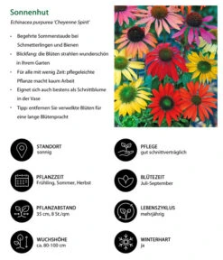 Garten-Scheinsonnenhut 'Cheyenne Spirit' -Compo Verkaufsgeschäft 8039901 WE IG 001 Sonnenhut