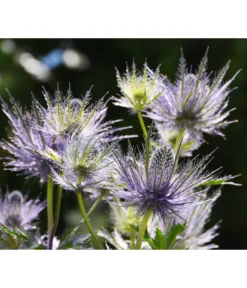 Alpen-Mannstreu 'Big Blue'