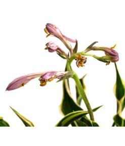 Funkie 'Hands Up' -Compo Verkaufsgeschäft 8041303 WE DE 001 HostaFunkieHandsUpT13