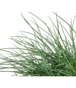 Blauschwingel 'Cool As Ice' -Compo Verkaufsgeschäft 8042558 WE DE 001 FestucaCinereaCoolAsIceBlauschwingelT14