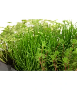 Wasserpflanzen-Set Sauerstoff, Verschiedene Sorten, 6er-Schale -Compo Verkaufsgeschäft 8048225 WE DE 001 WasserpflanzenSauerstoffSet6er