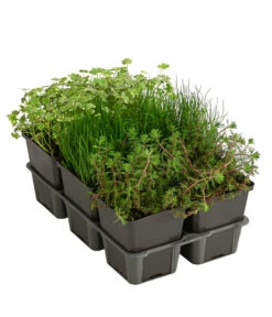 Wasserpflanzen-Set Sauerstoff, Verschiedene Sorten, 6er-Schale