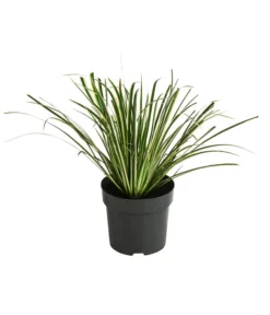 Grasartiger Kalmus 'Argenteostriatus'