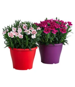 Garten-Nelke, Zweifarbig, Verschiedene Sorten -Compo Verkaufsgeschäft 8050643 WE FS 001 NelkeDianthusInSortenT19
