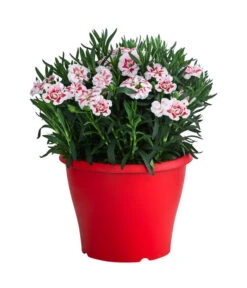 Garten-Nelke, Zweifarbig, Verschiedene Sorten -Compo Verkaufsgeschäft 8050643 WE FS 002 NelkeDianthusInSortenT19