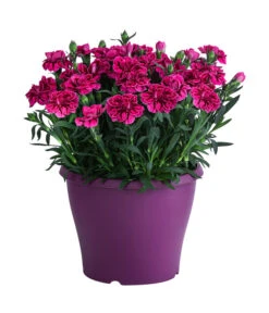 Garten-Nelke, Zweifarbig, Verschiedene Sorten -Compo Verkaufsgeschäft 8050643 WE FS 003 NelkeDianthusT19