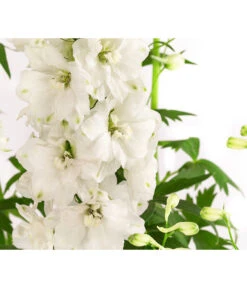 Rittersporn, Verschiedene Farben -Compo Verkaufsgeschäft 8052037 WE DE 001 RitterspornDelphiniumXElatumWeiss