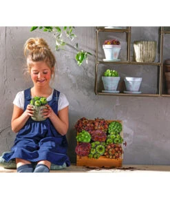 Hauswurz, 6er Schale -Compo Verkaufsgeschäft 8086498 8013112 WE MO 004 HauswurzDachwurzSempervivumMixT9