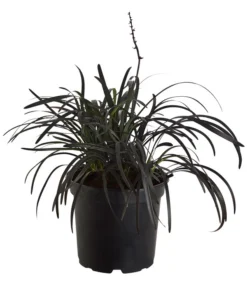 Schwarzer Schlangenbart 'Niger'