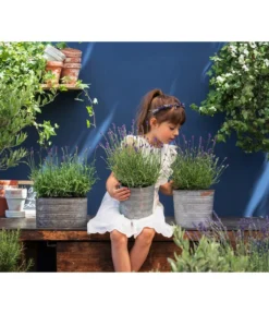 Duftlavendel, 6er-Schale -Compo Verkaufsgeschäft 8092108 WE MO 03 LavendelT13 GC14 2020 02