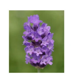 Lavendel 'No. 9' -Compo Verkaufsgeschäft 8094070 PR DE 001 DownderryNo9Helix