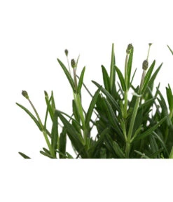 Lavendel 'Royal Blue' -Compo Verkaufsgeschäft 8097545 WE DE 001 LavendelRoyalBlue1L