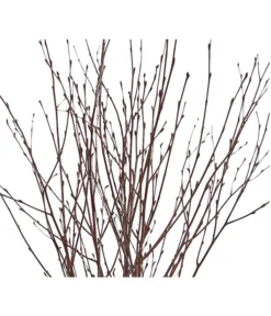 Birkenzweige-Bund, Ca. 70 Cm -Compo Verkaufsgeschäft 8148819 PR DE 001 BirkenzweigeNaturKurzBundDehnerExpressHerzig 2