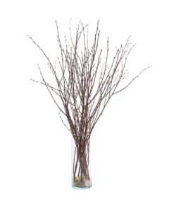 Birkenzweige-Bund, Ca. 70 Cm -Compo Verkaufsgeschäft 8148819 PR FS 002 BirkenzweigeNaturKurzBundDehnerExpressHerzig