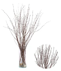 Birkenzweige-Bund, Ca. 70 Cm