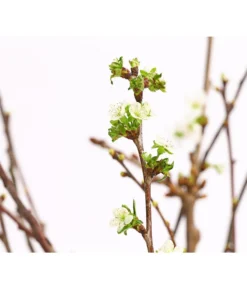 Kirschzweige-Bund, Ca. 80-100 Cm -Compo Verkaufsgeschäft 8149049 WE DE 001 KirschzweigeBundDehnerExpressHerzig 1