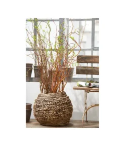 Korkenzieherweide-Bund -Compo Verkaufsgeschäft 8149114 PR MO 001 KorkenzieherweideBL4a