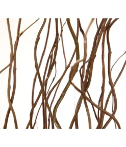 Korkenzieherweide-Bund -Compo Verkaufsgeschäft 8149114 WE DE 001 Salix B