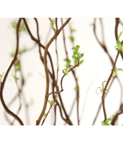 Korkenzieherweide-Bund -Compo Verkaufsgeschäft 8149114 WE DE 003 Salix B