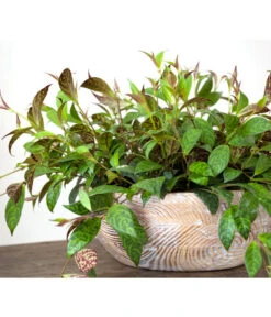 Gefleckte Sinnblume - Aeschynanthus -Compo Verkaufsgeschäft 8200834 BildFS 001 GefleckteSinnblumeAeschynanthusAeschynanthusMarmoratus