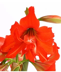 Amaryllis - Hippeastrum-Hybride 'Multiflower' -Compo Verkaufsgeschäft 8201535 PR DE 001 AmaryllisHippeastrumMultiflora4ZwiebelT17DehnerExpressHerzig