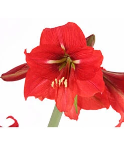 Amaryllis - Hippeastrum-Hybride 'Multiflower' -Compo Verkaufsgeschäft 8201535 PR DE 001 AmaryllisHippeastrumMultiflora4ZwiebelnT13DehnerExpressHerzig