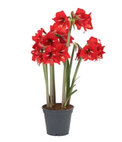 Amaryllis - Hippeastrum-Hybride 'Multiflower' -Compo Verkaufsgeschäft 8201535 PR FS 001 AmaryllisHippeastrumMultiflora4ZwiebelnT13DehnerExpressHerzig